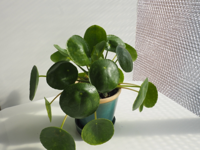 観葉植物が脳をリラックスさせてくれるイメージを、丸い葉っぱの植物の画像で表現