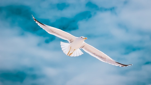 自由に生きる未来のあなたのイメージを、空を飛ぶカモメの画像で表現
