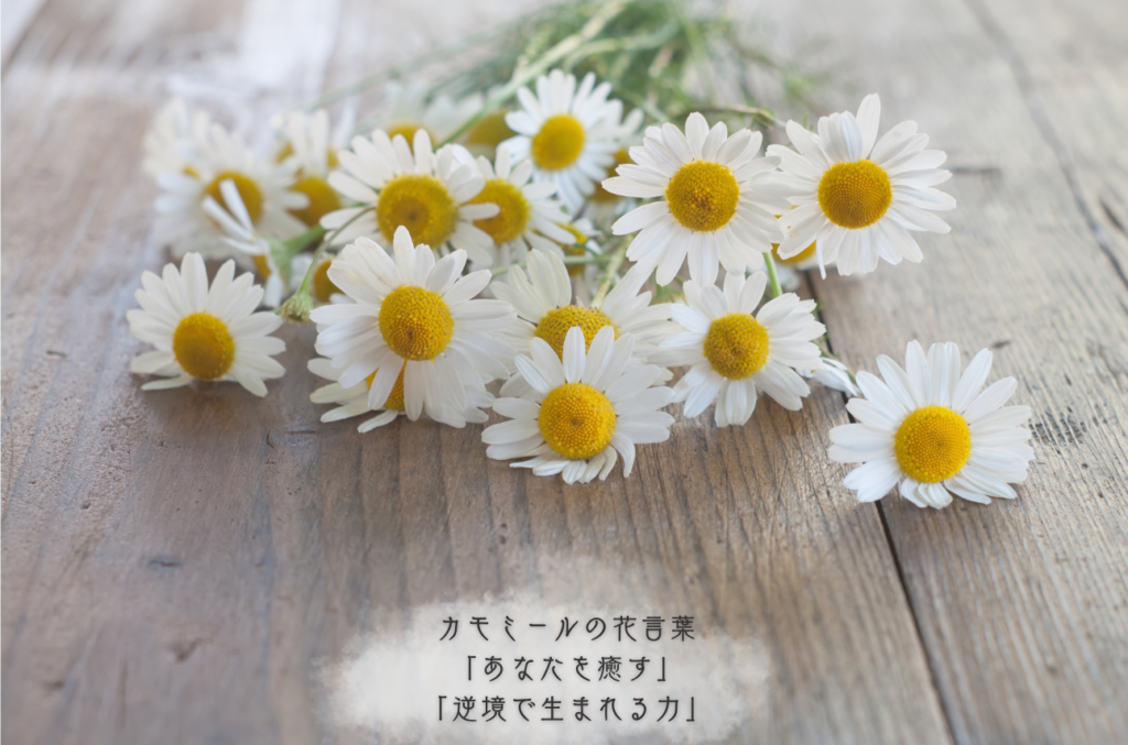 カウンセリングをカモミールの花言葉、あなたを癒すで表現