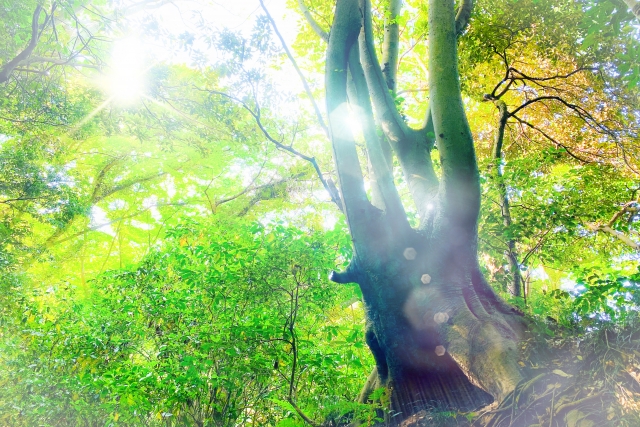 回復のイメージを木の間から差し込む光の画像で表現