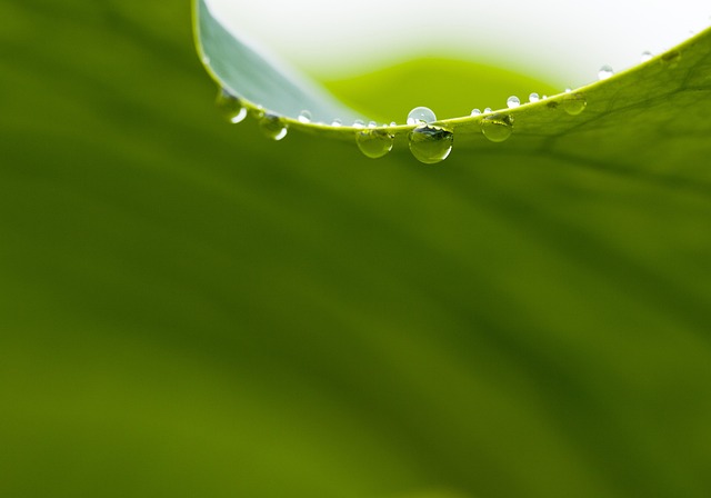 つらくなるイメージを雨に濡れた蓮の画像で表現