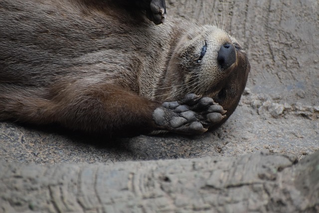疲労でイライラしてしまうイメージを、寝ているカワウソの画像で表現