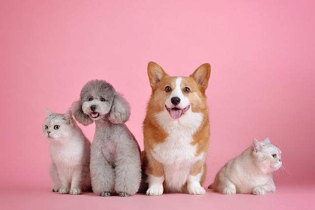 ペットがリソースになるイメージを犬二匹、猫二匹の画像で表現
