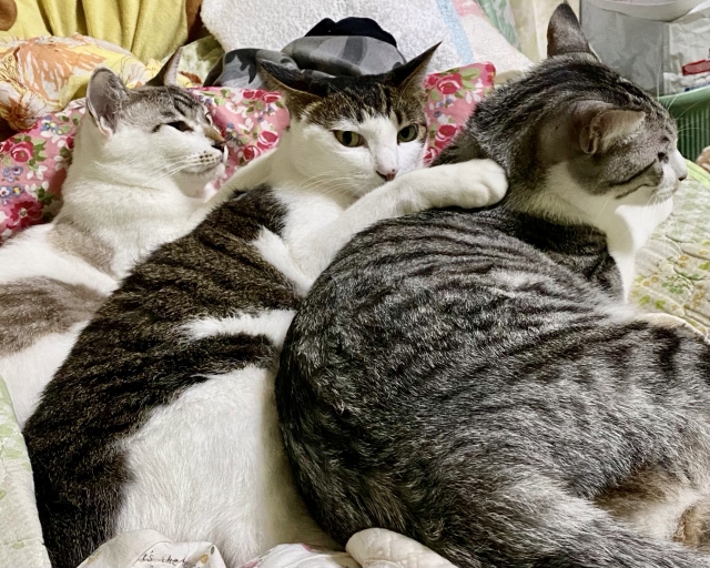 不安を感じているもう一人の自分に寄り添うイメージを、三匹並んで寄り添っている猫の画像で表現
