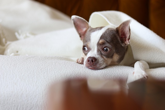 五感を味わるために肌触りのいい毛布にくるまるイメージを、毛布の中にいる犬の画像で表現