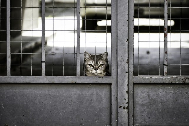 ストレスによる無意識の食いしばりの習慣のイメージを檻の中の猫の画像で表現