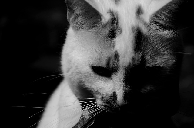 怒りを我慢できないイメージを、怒っている猫の白黒画像で表現