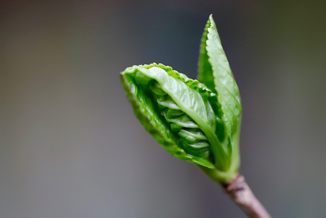 安心の間隔を育てるイメージを、芽ぶいた植物の画像で表現