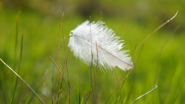 鳥の羽