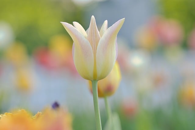 強みが今後の人生を支えてくれるイメージを、花開くチューリップの画像で表現