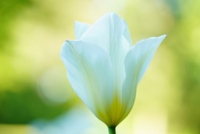 人生はいつからでも変えられるというイメージで、白いチューリップが花開く