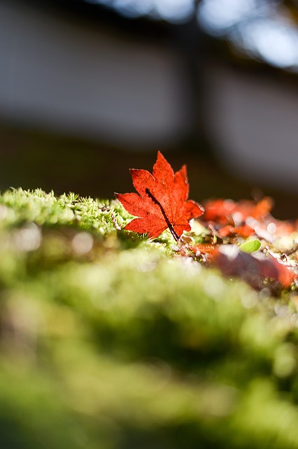自分との関係修復のイメージを地面に落ちた紅葉の葉の画像で表現