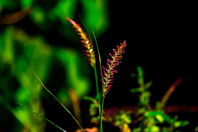 癒しの第一歩のイメージを、植物の画像で表現