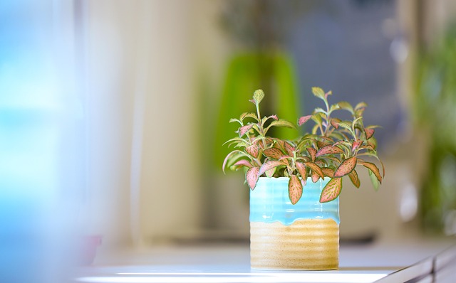 人生が変わっていくイメージを、窓辺の植物の画像で表現