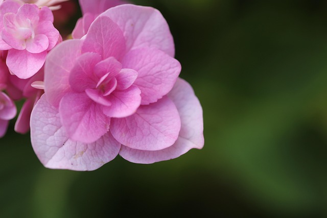 沢山の恵みを持っているイメージを、花の画像で表現