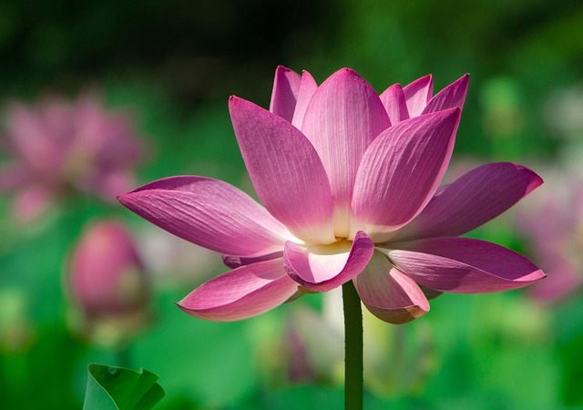 瞑想で心の余白が生まれるイメージを蓮の花の画像で表現