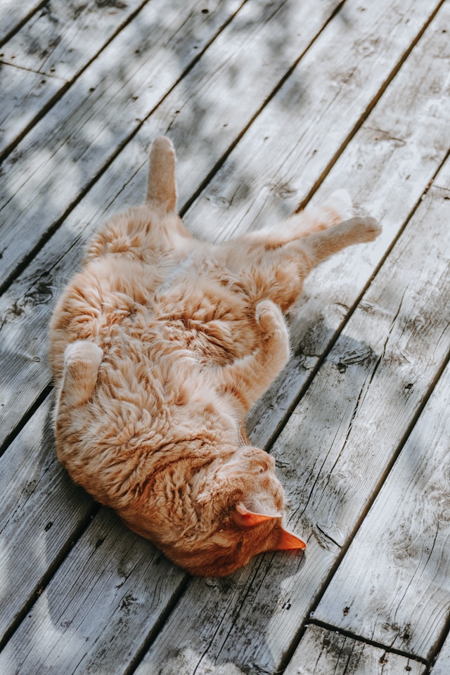 体が安心感を覚え、リラックスするイメージを、お腹を見せてくつろぐ猫の画像で表現