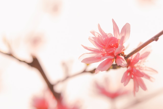 価値のある存在のイメージを、開いた花の画像で表現