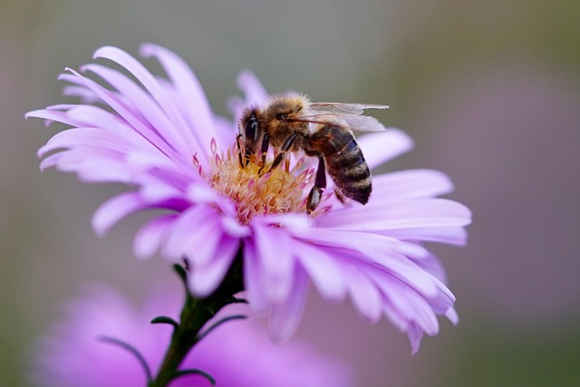 自分を労うイメージを、花に止まった蜂の画像で表現