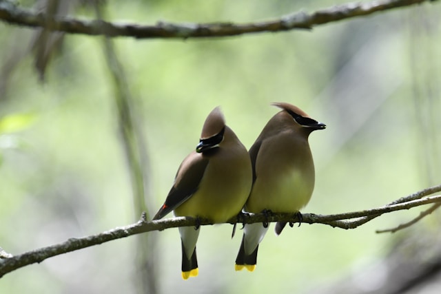 ここにいてもいいイメージを、寄り添う二羽の鳥の画像で表現