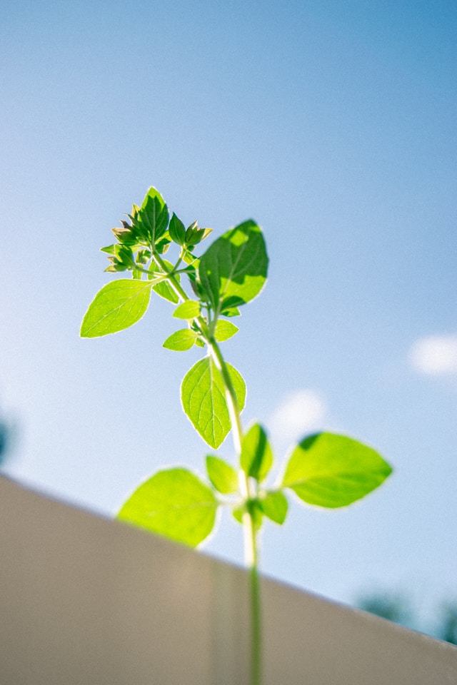体はちゃんと覚えているイメージを青空の下の植物の画像で表現