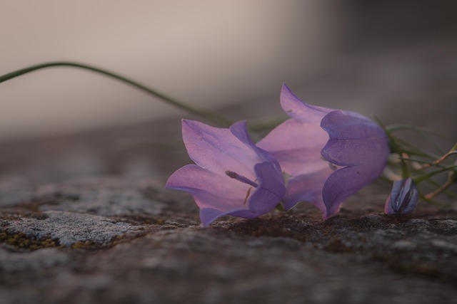 罪悪感によるコントロールに気づくイメージを、桔梗の花の画像で表現