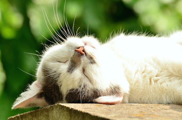 少しずつ体に安心を覚えさせるイメージを、リラックスして寝ている猫の画像で表現
