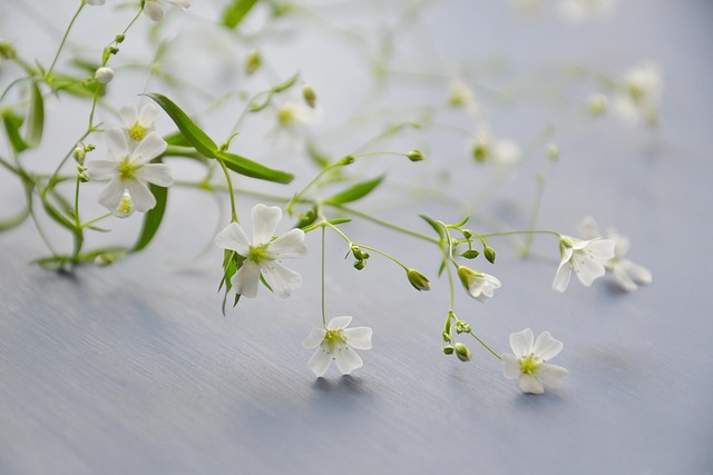 自分をもっと大切にするというイメージを白い小さな花の画像で表現