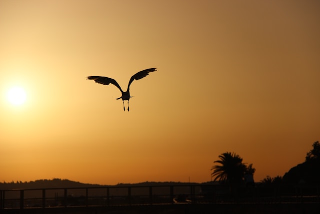 怒りの連鎖を断ち切るイメージを、夕暮れに羽を広げて飛ぶ鳥の画像で表現