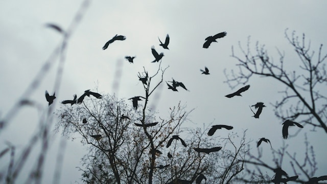 セロトニン不測のうつ症状のイメージを白黒のカラスが飛んでいる画像で表現