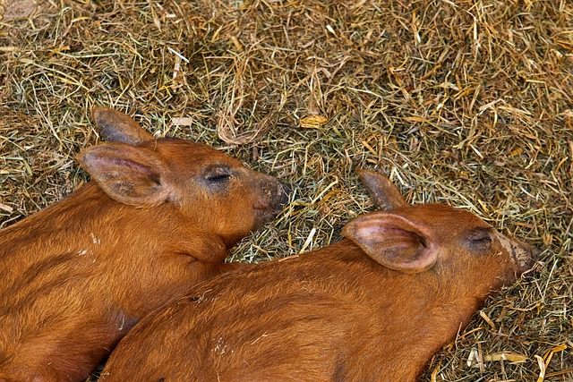 回復力のイメージを、二匹並んで寝ている動物の画像で表現