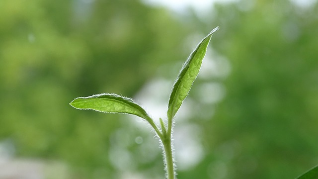 切り分ける感覚が育つイメージを、双葉の画像で表現