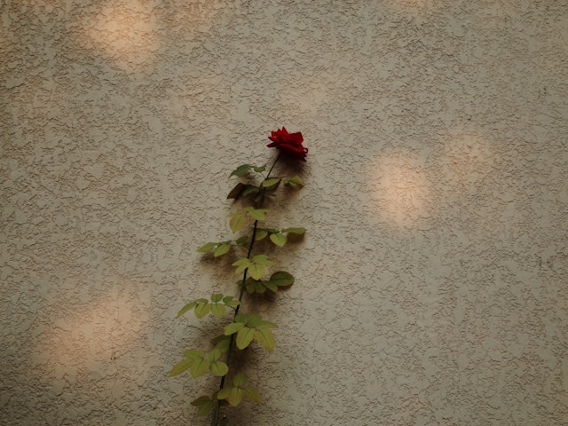 自分を置き去りにしてきたイメージを一輪のバラの花の画像で表現