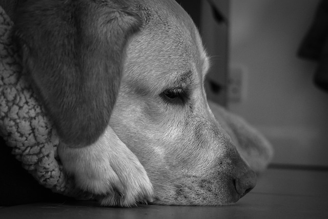 心の防衛反応のイメージを、白黒の犬の画像で表現