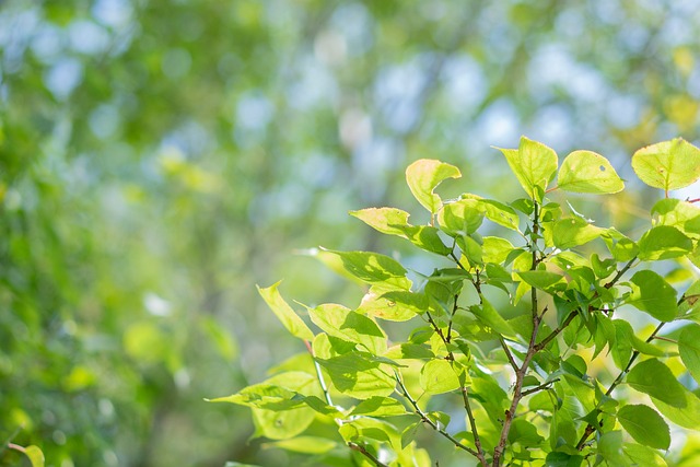 明るい未来のイメージを、光の当たった緑の葉の画像で表現