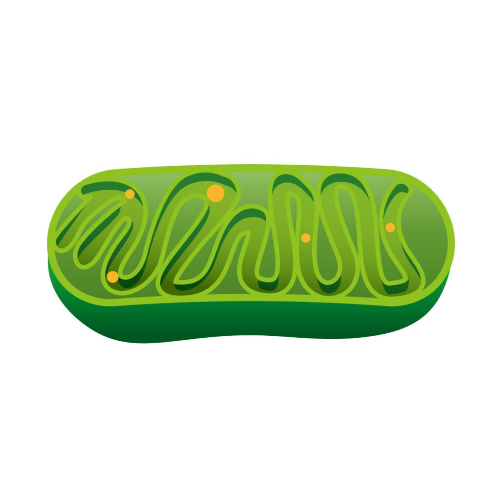 ミトコンドリアのイメージをミトコンドリアのイラストで表現