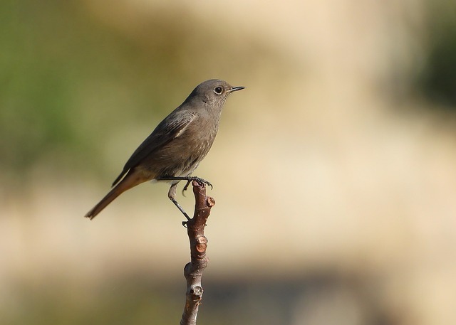 スタート地点のイメージを、一羽の野鳥の画像で表現