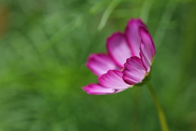 焦点を当てるイメージを、コスモスの花に焦点が当たった画像で表現