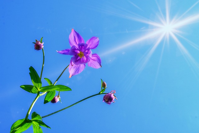 安全な他者との再体験のイメージを、青空の下に咲く紫の花の画像で表現