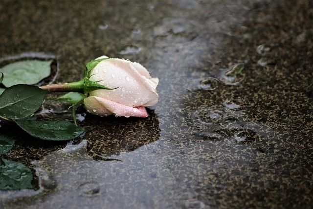 トラウマ記憶が忘れられないイメージを、雨に濡れたピンクのバラの画像で表現