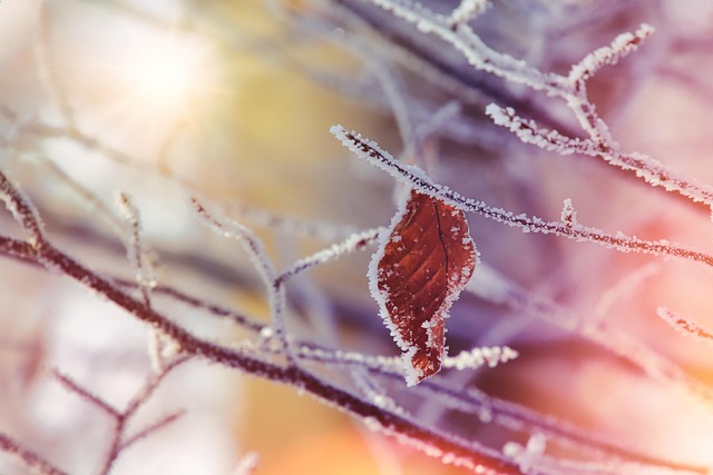 自信を失うイメージを、雪の中の枯れた葉っぱの画像で表現