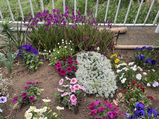 散歩で見つけた花壇の花のイメージ