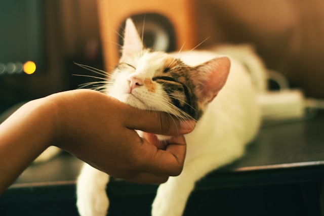 ペットとのふれあいのイメージ