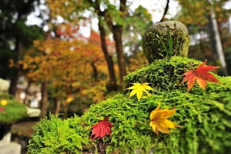 静かな場所へお出かけするイメージ。苔と紅葉の画像