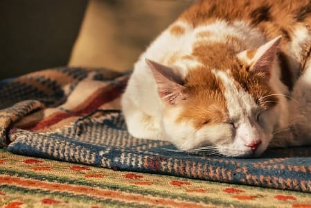 頑張りすぎずリラックスする猫