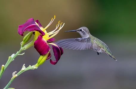 共に存在する花と鳥の画像