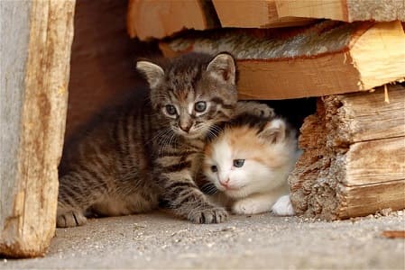 きょうだいのイメージの猫の画像